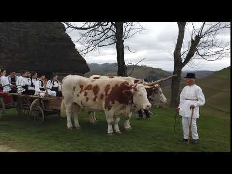 Carul cu boi - Apuseni! 3