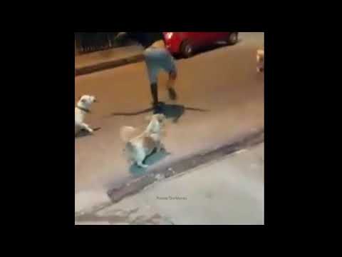 Harmane | Patlamaya Devam Meme | Dogs vs Man fight!