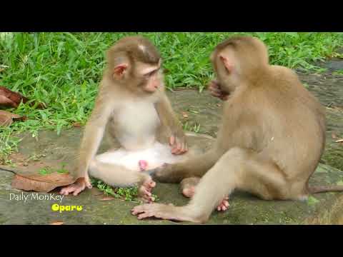 WOW-Amazing crazy monkey sexy -Daily MonKey Oparu