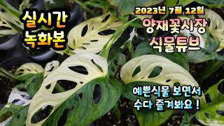 2023년 7월 12일 수요일 예쁜식물들 보면서 수다즐겨봐요. #양재꽃시장 #식물튜브 #식물아빠