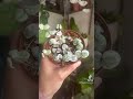The difference in lighting (Ceropegia Woodii Variegata) “Variegated String of Hearts”