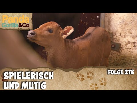 Ein mutiges Kalb entdeckt die Welt | Panda, Gorilla & Co.