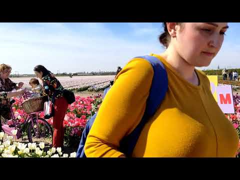 The Tulip Barn(Hillegom,Netherlands) Tulips fields Of Netherlands(Not in Keukenhof!)||4K Netherlands