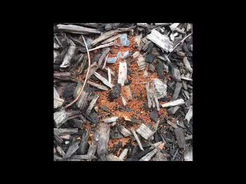 Looking for Rodents, but Found Ants in Jackson, NJ