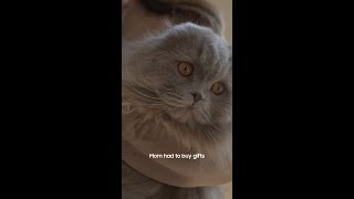 A Kitty Cat Holiday | Samsung
