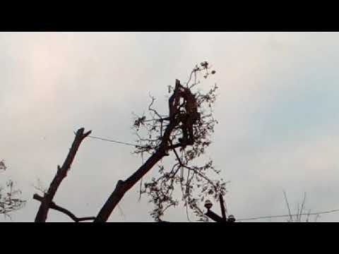 Taiere varf salcam viile Fartanesti Galati 0748653033