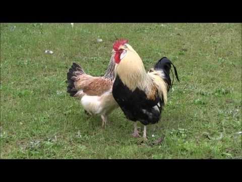 Sulmtaler Chickens