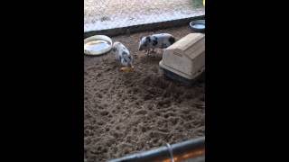 Peebles Farm Piggies Fight Over Corn