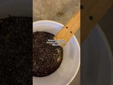 The Chipmunkinator - Multi-Catch Live Trap Works