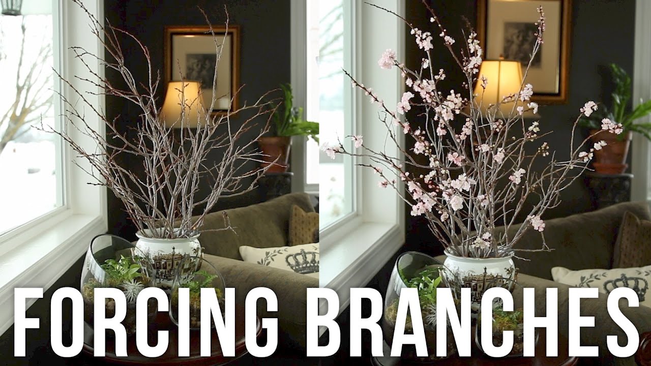 How to Force Branches to Bloom Indoors | Early Spring DIY by Proven Winners