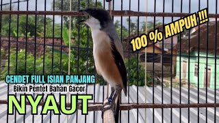 Download lagu burung cendet gacor FULL ISIAN KASAR,, buat PANCINGAN CENDET AGAR BUNYI jadikan BURUNG PENTET GACOR mp3