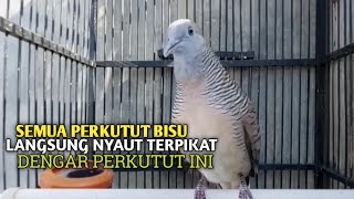 Download lagu Perkutut Betina memanggil jantan Suara bersahutan perkutut lokal gacor , Ampuh untuk PANCINGAN mp3