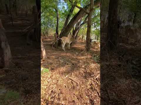 El jicaral, leon nicaragua #place #viral #video