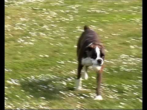 Zarina Sharis del Colle dell'Infinito al Free Dog