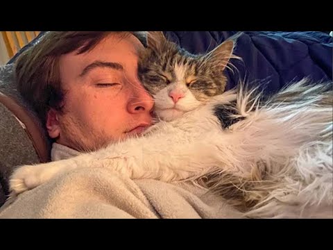 אוסף חתולים חמודים שאוהבים לישון עם הבעלים שלהם