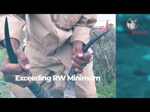 Nahla Safaris - Rheedbuck on Auction