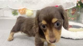 カニンヘンダックスフンドの動画02