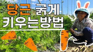 당근 다수확 굵게 키우는법 솎아주기 필수? - Carrot Cut it out