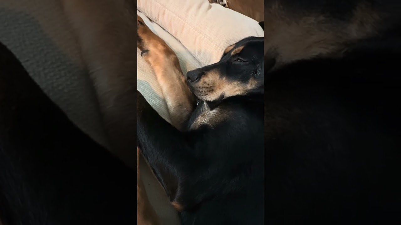 Rowdy, a Adoptable mixed breed in San Antonio, TX video 6/6