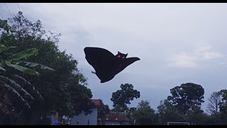 Download lagu Flying the KEPOK Kite... Hihihihi | #kepokkites mp3 Download lagu Flying the KEPOK Kite... Hihihihi | #kepokkites mp3