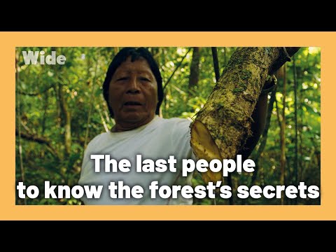 French Guiana: the treasures hidden in the forest | WIDE