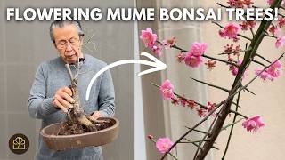 Transforming 3 Young Mume Trees Into Flowering Bonsai