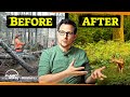 We killed 10,000 trees to restore an ancient forest