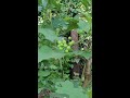 My Green Farm Vegetables And Fruit Livestream Fruit Vegetables