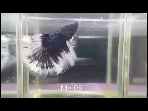 (MV-081) Black Fancy Butterfly Halfmoon Male Betta