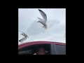 Seagulls Harass A Man Eating A Cheeseburger