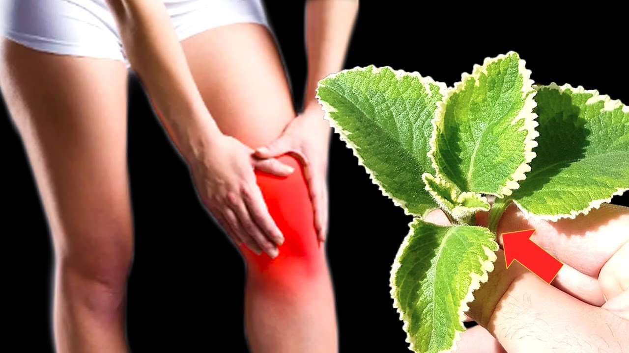 1 leaf destroys inflammation, retention, pain, arthritis, arthrosis, swelling (Did you know that?)