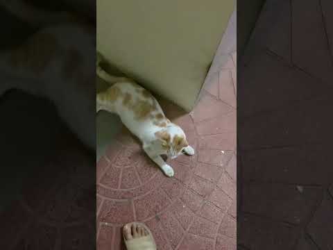 Cat smells Marlboro Light and acts strange || Catnip