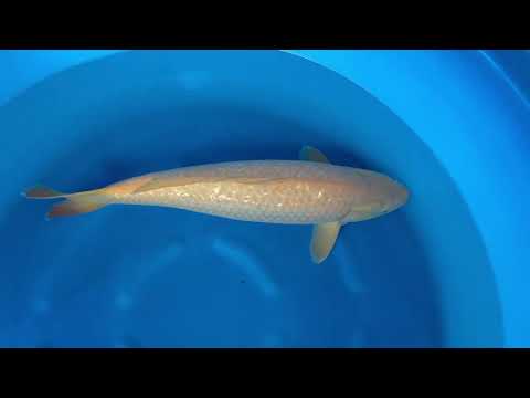 JKS online auction: JKS-AC 2025-12-23 Sansai ginrin karashigoi 68 cm