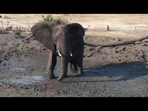 Djuma: Lone Elephant kicks up the mud then gets a drink - 15:56 - 10/27/19