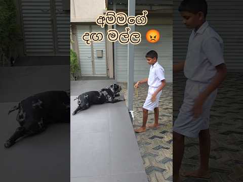 #trendingshorts #americanbully #funnyshorts #pets #srilanka