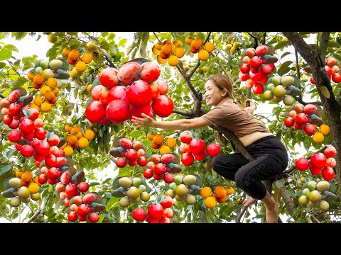 Harvesting World's Most Expensive Persimmon - Dry persimmon traditional making Go to market sell