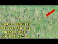 SUARA PIKAT Memanggil Burung Emprit Bondol Kaji Koloni