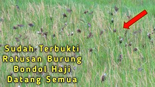 Download lagu SUARA PIKAT Memanggil Burung Emprit Bondol Kaji Koloni mp3