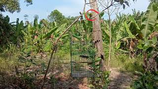 Download lagu PIKAT BURUNG SIRTU/SIRPUH FIGHTER mp3 Download lagu PIKAT BURUNG SIRTU/SIRPUH FIGHTER mp3