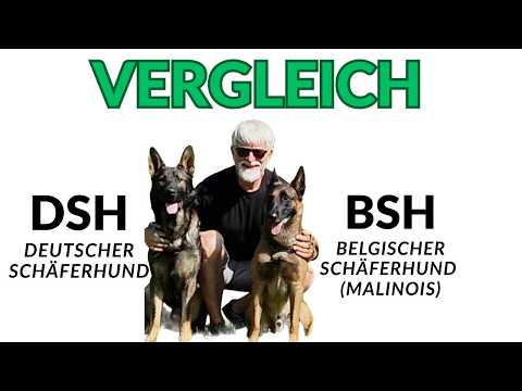 Comparison #DSH vs #BSH #malinois