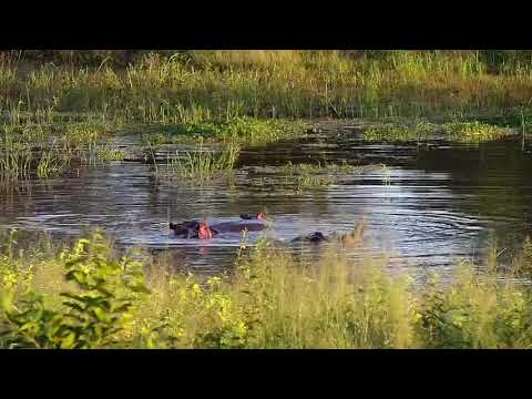 Djuma: Three Hippos including calf playing about - 05:56 - 01/29/21