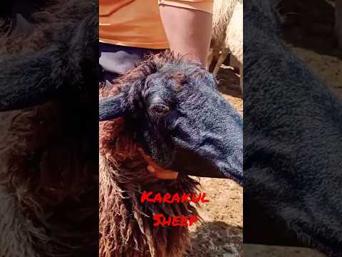 , title : 'Karakul Sheep : Fat Tail Sheep #karakul #karakulbreed'