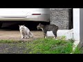 Cats Screaming At Each Other