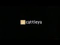 Netflix Vision Distribution Cattleya Bartleby Film 2021