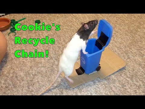 Cookie's Recycle Chain!