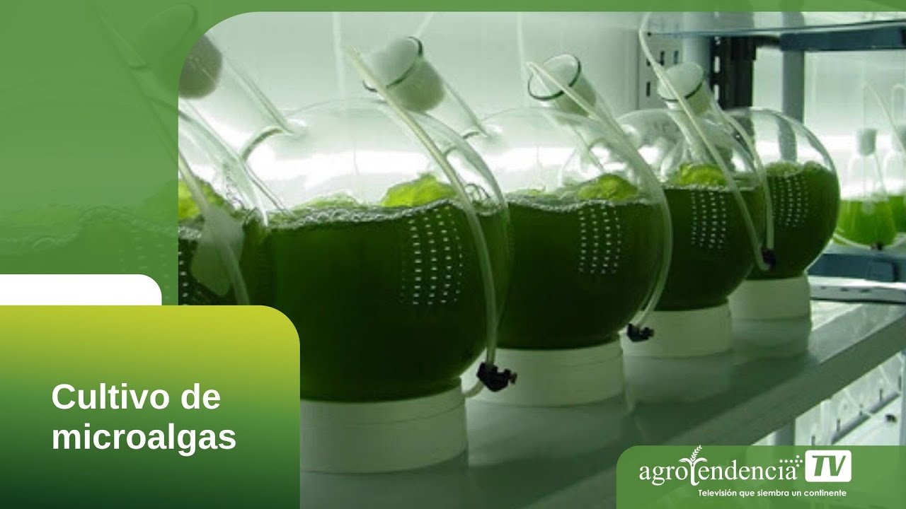 CULTIVO DE MICROALGAS EN 2 MINUTOS