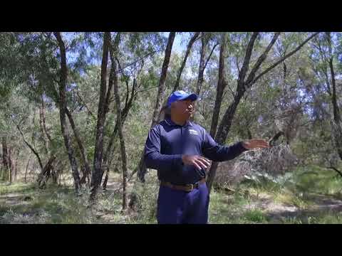 Noongar Bush Medicine on country with George Walley.