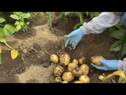 ジャガイモを収穫する兆候は何ですか 開花が早い 収穫が早い 茎を乾燥させる