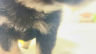 ハーフ犬の動画01