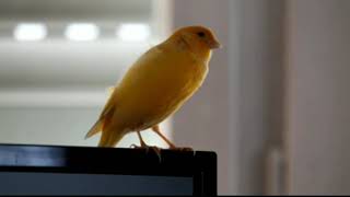 Download lagu Koes plus,pagi yang indah mp3